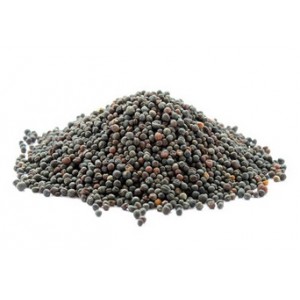 Graines-Seeds Moutarde noire, sénevé noir, Brassica nigra